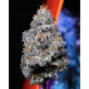 Kryptochronic - Indoor - Alien Labs Carts